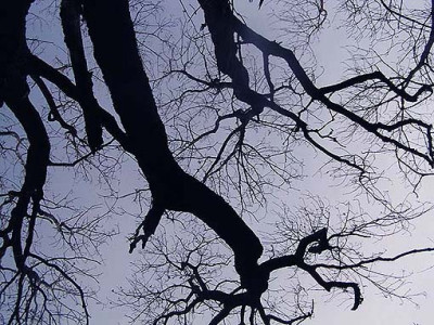 baumhimmel.jpg