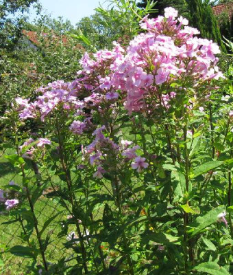 Phlox_lila_spat_gesamt_120727.jpg