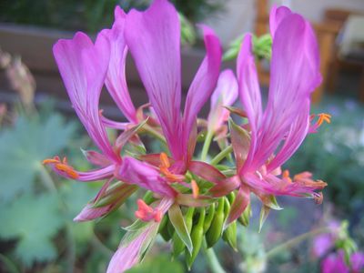 Pelargonium__quercetorum.jpg