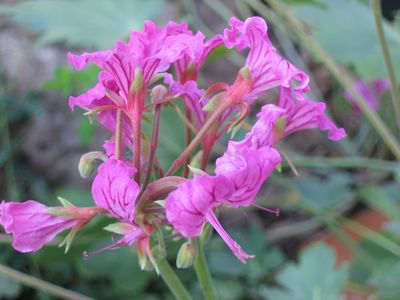 Pelargonium_endlicherianum.jpg