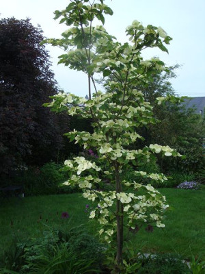 Cornus_Venus.JPG