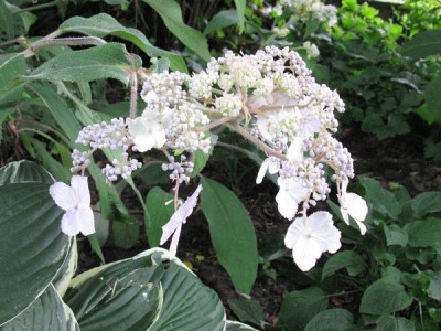 Hydrangea_aspera_Sam_MacDonald_BluteGartenpur.jpg