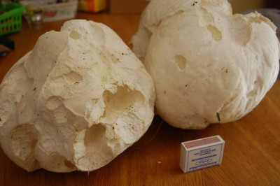 Bovist_9128.JPG