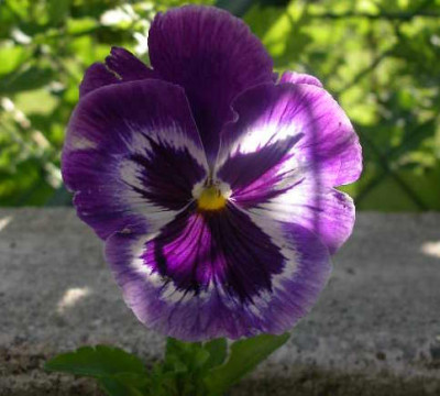 Viola_Wildaussaat_2005-05-28.JPG