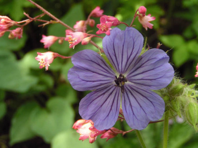 erianthum_heuchera.jpg