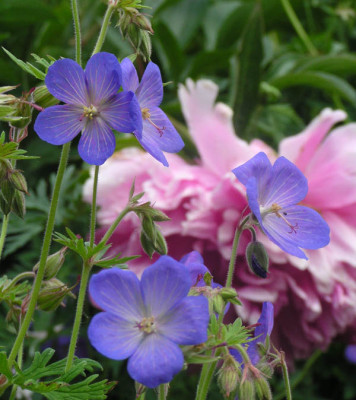 johnsons_blue_mit_pfingstrose.jpg
