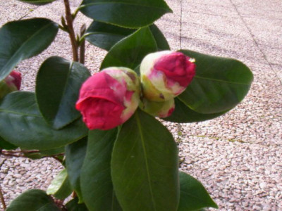 101_5287_duftend_Knospe.jpg