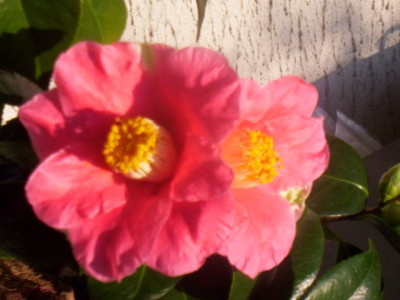 103_6099_duftend_Bluten.jpg