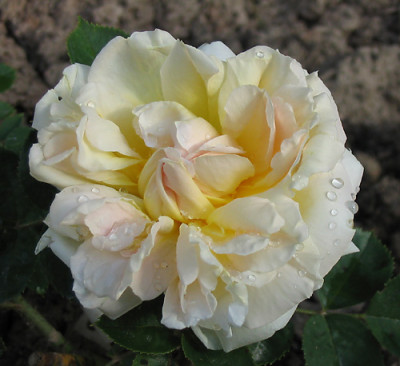 Souvenir_de_Charles_Laemmel_2005-06-05.jpg