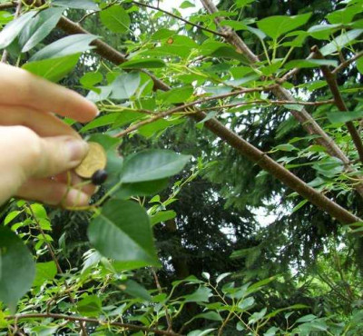 frucht_am_baum.jpg