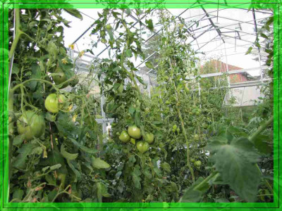 comp_Tomatendschungel_29_Juli.jpg