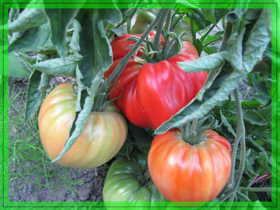 comp_Reif_red_reift_29_Juli.jpg