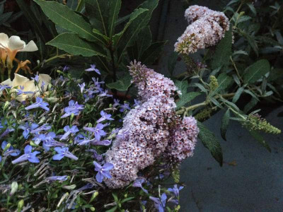 buddleja_cf_2012_zg.jpg
