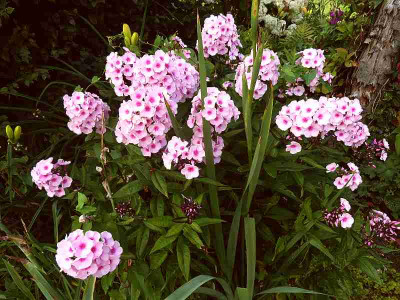 Phlox_rosa_rotes_Auge_P10504021.jpg