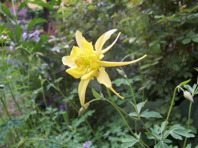 A_chrysantha_bluht_jetzt.jpg