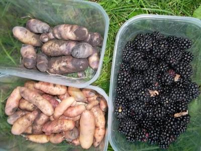 KartoffelnBrombeeren.jpg
