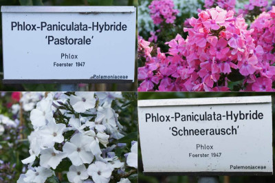 Pastorale_Schneerausch.jpg