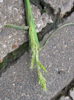 IMG_0455_Gras.jpg