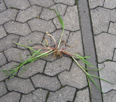 IMG_0452_Gras.jpg
