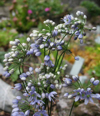 Allium_cyaneum__._28.7.12._001.jpg