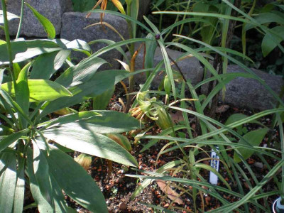 GP_Lilium_fargesii_2012-07-14e.jpg