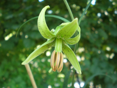 GP_Lilium_fargesii_2011-07-12e.jpg