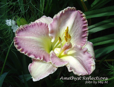 Imgp0171AmeReflec.jpg