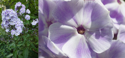 Violetta_GloriosaI.jpg