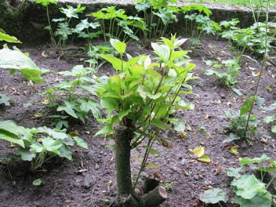 Cornus_alba_Sibirica_Gartenpur.jpg