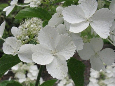 Hydrangea_paniculata_White_Lady_Detail_Gartenpur.jpg