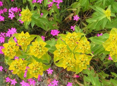 Euphorbia_sp.jpg