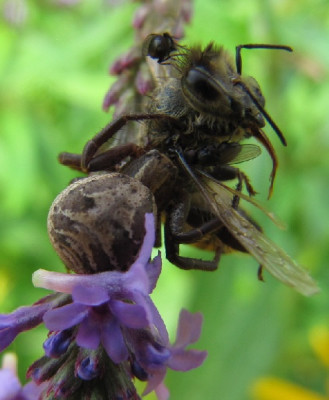 Spinne_Biene_Fliege_120731.jpg