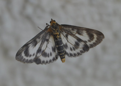 Falter_12__0372.jpg