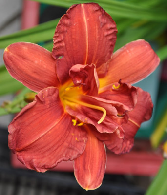 Double_Firecracker_12_108.jpg