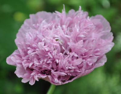 Mohn_l_12__0017.jpg