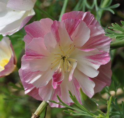 Islaendischer_Mohn_12__0379.jpg