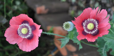 Mohn_CH_12__0112.jpg