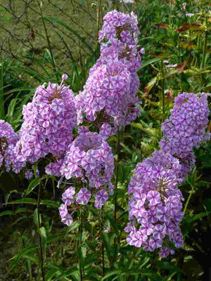Phlox_Natascha_fragl.P10505201.jpg