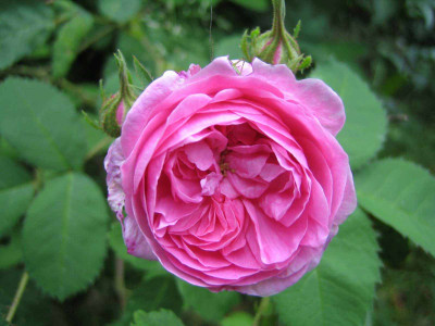 rose_briefkasten.jpg
