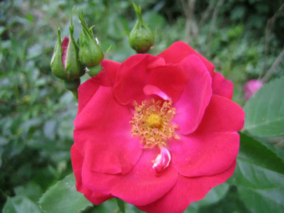 rose_rot.jpg