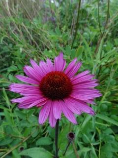 gp_echinacea_fatal_attraction.jpg