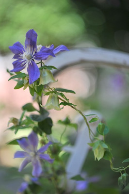 Codonopsis_pilosula__Clematis.jpg