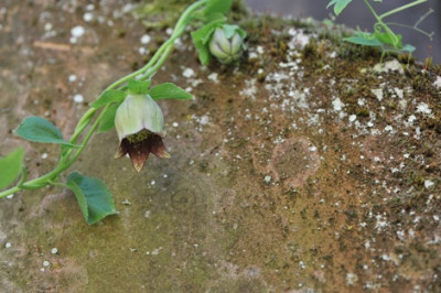 Codonopsis_rotundifolia_var._grandiflora.jpg