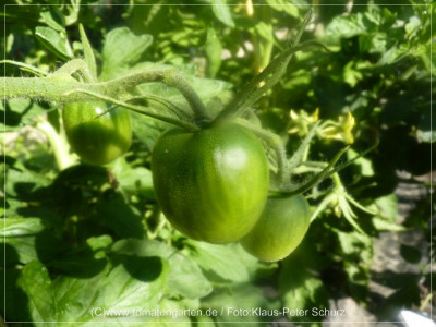12_Philona_Green_Fruit3.jpg