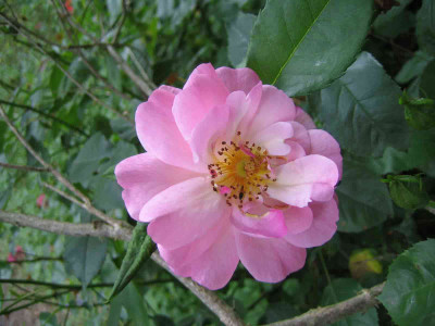 rose_pplatz.jpg
