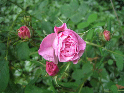 rose_nebenweg.jpg