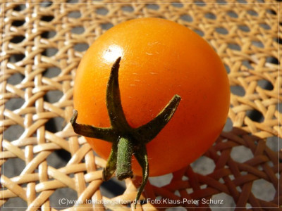 12Orangino14.jpg