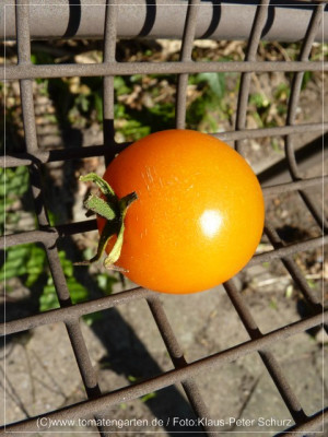 12Orangino15.jpg
