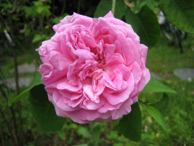 rose_haus.jpg