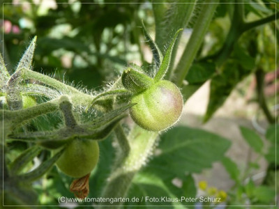 2012_Antho_rotbraun_Baby_Fruit01.jpg
